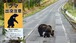 Japonya'da Turizmi Tehdit Eden Ayı Saldırılarına Karşı Sigorta Çözümü!