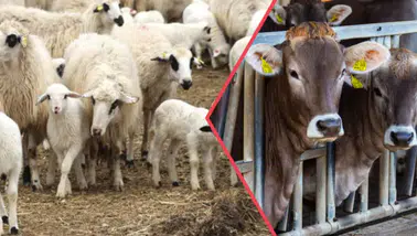 TARSİM, 150 Bin Hayvanı Ücretsiz Olarak Sigortalıyor!