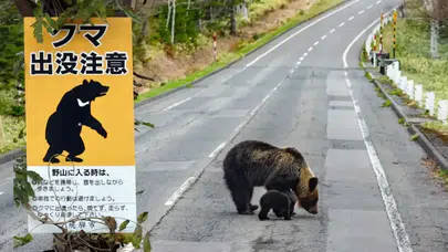 Japonya'da Turizmi Tehdit Eden Ayı Saldırılarına Karşı Sigorta Çözümü!