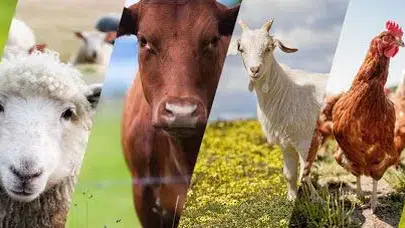 TARSİM, 2025'te hayvan sigortasında 6.3 milyon TL tazminat ödedi !