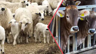 TARSİM, 150 Bin Hayvanı Ücretsiz Olarak Sigortalıyor!