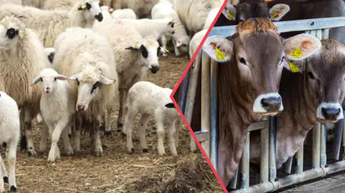 TARSİM, 150 Bin Hayvanı Ücretsiz Olarak Sigortalıyor!