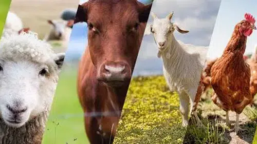 TARSİM, 2025'te hayvan sigortasında 6.3 milyon TL tazminat ödedi !